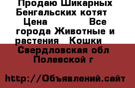 Продаю Шикарных Бенгальских котят › Цена ­ 17 000 - Все города Животные и растения » Кошки   . Свердловская обл.,Полевской г.